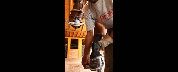 Los cascos exigen mantenimiento | Donaldo Zuluaga | Las correcciones de aplomo se deben hacer, en animales de competencia y alto entrenamiento, cada 30 días. Para hacer una buena corrección se debe observar el desplazamiento del animal. Fotos en Asdesilla.