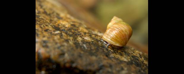 Otra hembra dice: hoy no, me duele la cabeza | Cortesía | Un caracol Littorina saxatilis en su medio ambiente, en las rocas marinas. En esta especie el apareamiento, por su duración, resulta costoso para las hembras. Para los machos la copulación frecuente es la manera de asegurar la paternidad sobre un número mayor de descendientes.