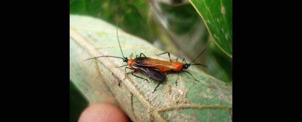 Una plaga de importancia en aguacate | Cortesía Corpoica | El monalonion succiona las partes tiernas del árbol de aguacate y absorbe la savia en los nuevos brotes.