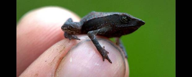 Un sapo es top 10 del año en Times | Cortesía | Los únicos dos individuos encontrados medían no más de 2cm de largo