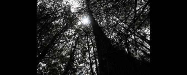 Captura de carbono en reforestación del nordeste | Donaldo Zuluaga | Una finca tiene por lo general 25 o 30 por ciento en bosque nativo. Esa cobertura se respetará. La siembra se adelantará por núcleos, de modo que no haya gran dispersión.
