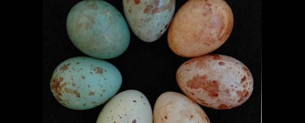 Batalla para calentar huevos | Cortesía | Mediante determinados patrones y la coloración de los huevos, especies de aves evaden la acción de pájaros parásitos.