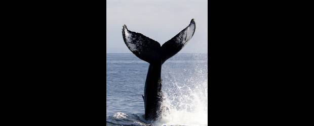 Hay colas que no puedes dejar de ver | Shutterstock | La ballena jorobada es la tercera más pesada, la cuarta más larga y una de las más características dentro de la familia de los rorcuales (ballenas con surcos). La cola o aleta caudal puede medir hasta cuatro metros de ancho.