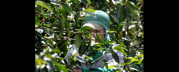 En El Tejar, el café lo cogen las mujeres | Juan Antonio Sánchez | Leticia, como casi todas las mujeres recolectoras de café de El Tejar, vive en el barrio Salazar. Como la recolección es un oficio informal, aunque tiene ochenta años debe seguir trabajando para sobrevivir.