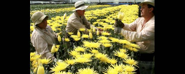 Rezos del floricultor a San Valentín | Archivo | El Día de San Valentín ayudará a la recuperación de los floricultores.
