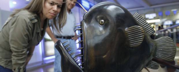 Del hielo y el mar, animales que sorprenden | Edwin Bustamante | El pez rana, conocido también como pez-pescador, pescador, pez antenado, sapito o murciélago es una de las novedades que el público puede apreciar en la exposición Animales del Mar. Es pequeño (mide entre 5 y 40 cms.), parece un globo y atrae a sus presas con un señuelo lumínico. Vive en las profundidades