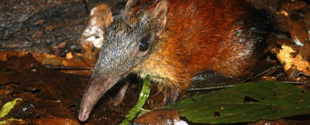 En la foto, el sengi de cara gris de Tanzania, una especie en estado crítico de extinción. Cortesía Academia de Ciencias de California. | En la foto, el sengi de cara gris de Tanzania, una especie en estado crítico de extinción. Cortesía Academia de Ciencias de California.