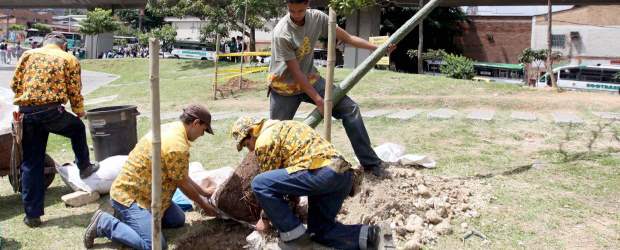 De Bolombolo vienen los que darán sombra | Manuel Saldarriaga | Un equipo de siete jardineros expertos trabajaron ayer en la siembra. Abonaron la tierra y estuvieron pendientes de la hidratación de los árboles.
