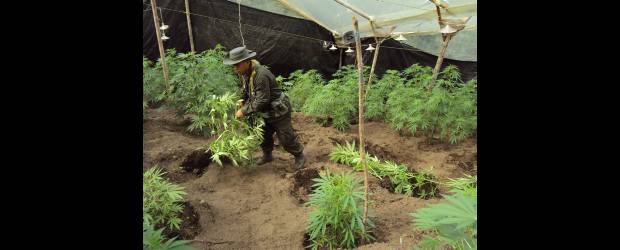 Hallan sofisticado cultivo de cannabis | Cortesía | Las autoridades dijeron que la presión en la erradicación ha obligado a los cultivadores a probar otros métodos.