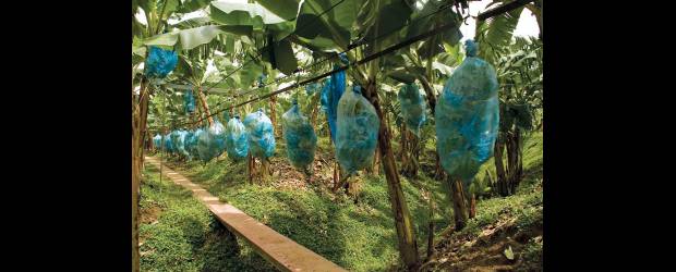 A la Sigatoka le gusta El Niño | Archivo | El primer brote de Sigatoka negra en Colombia apareció en 1981 en Apartadó. Luego pasó a las regiones Caribe, Pacífica, Centro y Oriente del país.