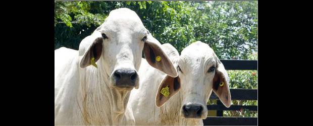 Cita de ganaderos | Archivo | La "cedulación" de los animales se realiza mediante la implementación de chips en las orejas de los ejemplares bovinos, hembras y machos.
