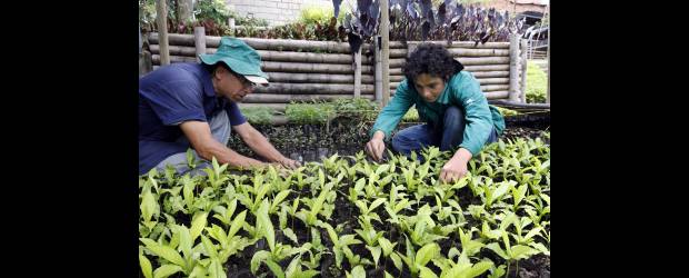 De basurero a elegante vivero | Jaime Pérez | Al lado izquierdo, Carlos Alberto Maya y Juan David Yepes cultivan las plantas ornamentales. A la derecha, trabajan en los árboles que serán trasplantados para reforestación rural.