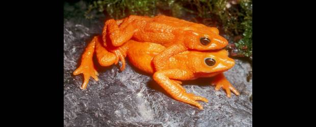 Sapo paisa entre los 10 más buscados | Cortesía | La rana escarlata oriunda de Venezuela, sólo vista en una quebrada, no se observa desde 1990. Es otra del top ten de los anfibios más buscados. Los cambios climáticos inciden en los anfibios mucho más que en otras clases animales. La destrucción del hábitat los ha reducido en muchas regiones del planeta.