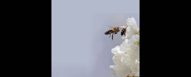 Las abejas ¿van a desaparecer? | Efe