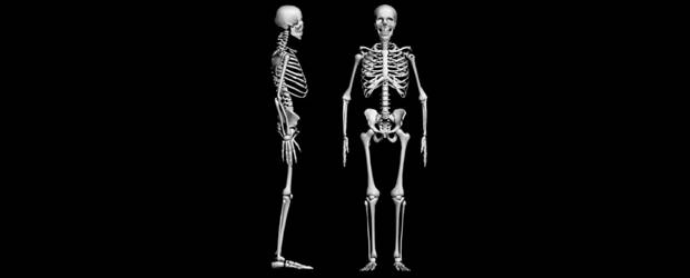 Huesos afectan la fertilidad | Archivo | El papel de los huesos en el organismo ofrece sorpresas a los científicos. Mutaciones en la osteocalcina podrían afectar la fertilidad.