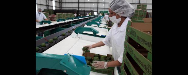 El aguacate Hass los puso a trabajar juntos | Julio César Herrera | La nueva planta de selección y empaque del aguacate variedad Hass formaliza cerca de 25 puestos de trabajo entre la población de madres cabeza de familia. De acuerdo con Aproare, es una de las plantas más modernas del país.