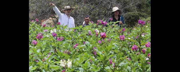 Hay más de cien papas criollas | Hernán Vanegas | En la actualidad, fruto de los estudios de los 114 materiales, se han plantado mil matas de papa criolla. Cada una es diferente de la otra. "Queremos ver cómo responden los hijos de los cruces, con miras a encontrar las mejores", dijo el profesor Cotes.