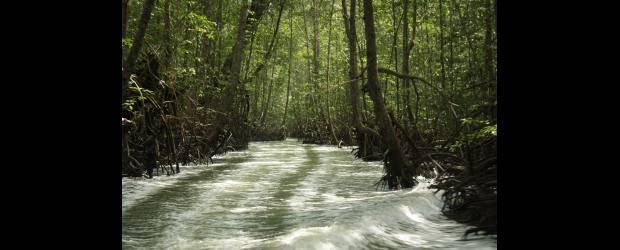 El manglar muere de pie | Cortesía Juan. D. Restrepo | Manglar en la región del Pacífico hacia el parque Sanquianga en Nariño. Este litoral posee la mayor cantidad de manglares, pero la deforestación acosa en diferentes zonas, como ha revelado el Instituto de Investigaciones del Pacífico. Este ecosistema es una protección contra los embates del mar debidos al cambio climático.