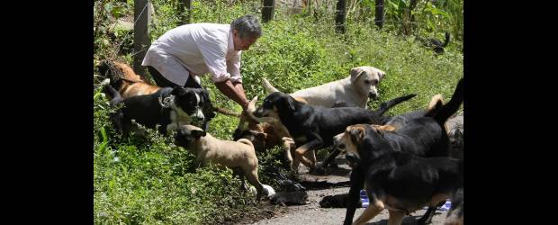 Clamor solidario para 125 perros | Juan Antonio Sánchez | El secreto de su felicidad Franco Ripoll no lo halló en las riquezas, el licor y la rumba. Lo encontró en la lealtad que le ofrecen sus perros. Su anhleo hoy es trasladar a sus compañeros a una finca en Guarne y salvarlos de la calle.