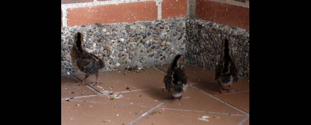 Por segunda vez, el balcón de Martha fue cuna para polluelos de guacharaca | Edwin Bustamante | Tres polluelos de guacharaca nacieron el sábado en el helecho del balcón de la casa de Martha, que los cuida con cariño como si fueran de su familia, aunque a veces se asusta por la agresividad que muestran al marcar su territorio.