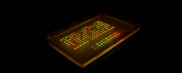 Una bacteria se vuelve agente secreto | Cortesía | Aspecto del arreglo con las bacterias situadas en puntos y marcadas genéticamente para producir diferentes colores bajo la luz adecuada. El avance fue publicado en Proceedings of the National Academy of Sciences.