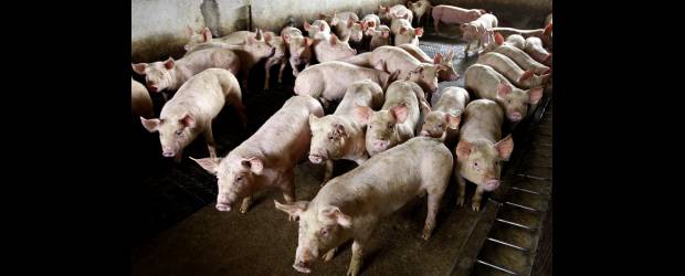 Avanza recuperación del agro | Jaime Pérez | Los porcicultores colombianos destacaron el aumento de su producción, en el tercer trimestre del año, en la encuesta de opinión agropecuaria.