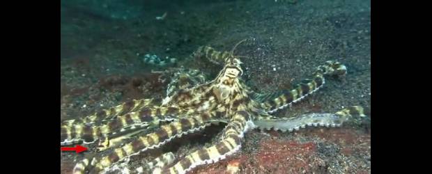 El pez que imita al pulpo imitador | Cortesía | La flecha señala al pez imitador, pero es difícil verlo. Un vídeo se encuentra en www.livescience.com/17741-pair-fish-mimics-octopus-mimics-fish.html