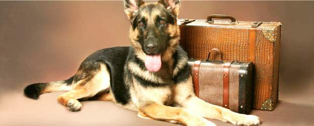 Las mascotas arman sus maletas | Shutterstock | El precio de la guardería para mascotas depende de cada centro y aumento en temporada alta. En algunos centros cobran cerca de 30.000 pesos por día, valor que baja con si se contratan más días.