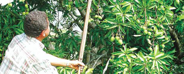El mango tiene su propio manual | Archivo | El manual técnico recoge en 192 páginas toda la información para el manejo integrado del cultivo.