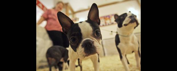 Dawn, perro de la raza Boston Terrier | AP, Frank Franklin - Nueva York, Estados Unidos | Si el perro está perezoso, se mueve poco, tiene poca salivación y vomita es probable que tenga golpe de calor. En la foto, Dawn, un perro de la raza Boston Terrier.