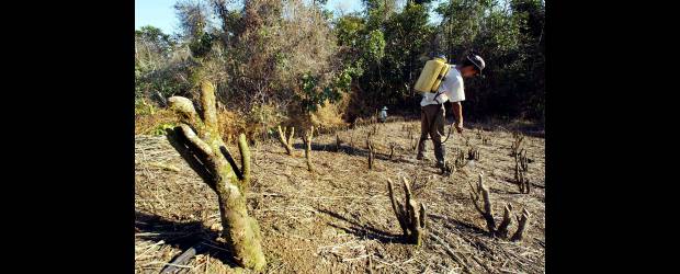 Doctores para el campo | Archivo | La formación en el doctorado tardaría unos cuatro años.