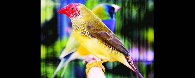 Aves y flores renuevan su aire colorido | Donaldo Zuluaga | Existen más de 800 variedades de canarios, como estos en la foto, que se distinguen por los coloridos diseños de los plumajes.