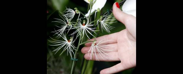 Llegó el encanto de orquídeas y aves | Jaime Pérez | Esta es la orquídea habenaria medusae, una especie africana que por primera vez se verá en Medellín, durante la décima séptima edición de Orquídeas, Pájaros y Flores, en el Jardín Botánico.