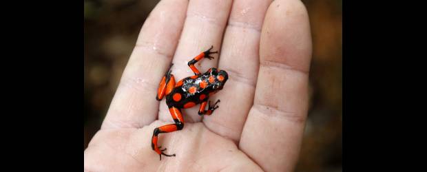 Viaje a la casa de las ranas venenosas | Edwin Bustamante | En la mano una rana Dendrobates truncatus observada en la selva. Se encuentran entre las hojas secas en el piso y en los árboles también. Son parte de un ecosistema donde hay alta dependencia de diferentes integrantes. Si se abriera el bosque, se extinguirían. Es una amenaza que enfrentan.