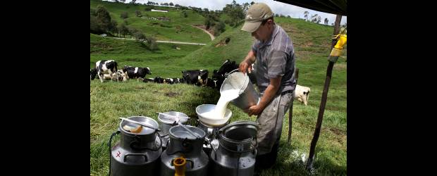 Diversifican la producción de leche del Norte | Donaldo Zuluaga | En los municipios lecheros del Norte se han creado grupos asociativos de productores, en proceso de consolidación.