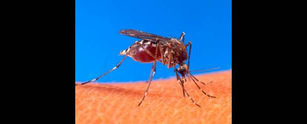 Más avances contra el dengue | Archivo | Por lo menos tres vacunas contra el virus se prueban actualmente, una de ellas en Antioquia. La OPS espera resultados positivos antes de 2015.