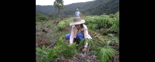 Ponga la finca al servicio del planeta | Cortesía Cornare-masbosques | El predio debe reunir ciertas condiciones para estar en el programa. La captura de CO2 reduce presión sobre el calentamiento global. Siembra de árboles.