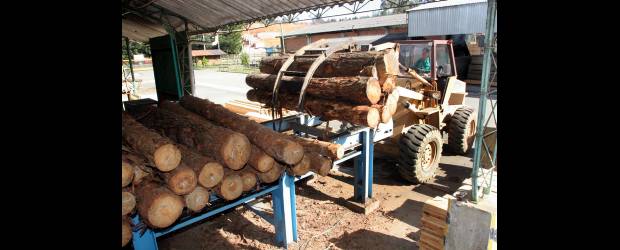 Reformulan plan de reforestación | Archivo | El proyecto de Ley dispone de una partida de 450.000 millones de pesos en cuatro años para entregar el Certificado de Incentivo Forestal (CIF).