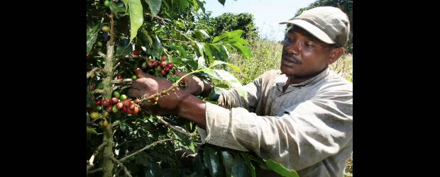 Los andariegos que persiguen cosechas | Juan Antonio Sánchez | El de los andariegos que pasan de una región a otra recogiendo cosechas, es un estilo de vida. Acaso van cada varios años a saludar a su familia. Nada los detiene.
