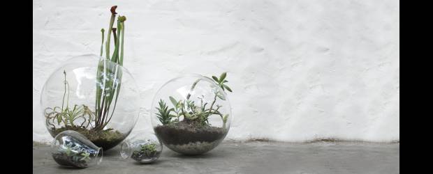 Terrarios, minijardines que asombran | Diseños orgánicos y fluidos son la propuesta de terrarios de Attis. Sus precios van desde 15 hasta 350 mil pesos, dependiendo del recipiente, el número de plantas, el tamaño, etc.