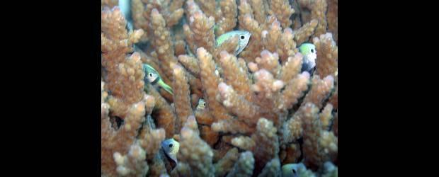 Peces entraron en una locura colectiva | Cortesía Arc Centre | Pequeños peces damisela aparecen entre las ramas de una colonia de coral en Australia. Su ambiente sufre profunda transformación debido al CO2