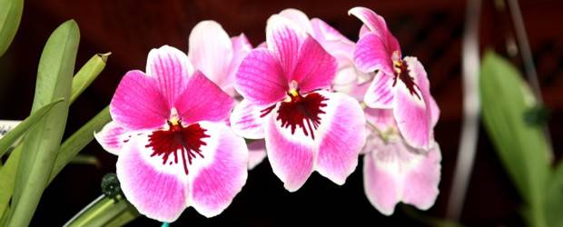 Antioquia mostrará sus orquídeas en Expo Shanghái 2010 | Archivo | Antioquia estará en la feria el próximo mes de octubre. Las orquídeas serán las protagonistas.