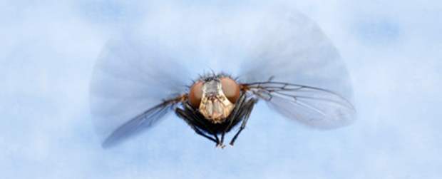 La mosca causa 200 molestias por segundo | Cortesía Mx Planck Institute | Científicos identificaron las bases genéticas del vuelo de las moscas. El gen identificado tendría aplicación en salud humana: en el corazón, dijeron.