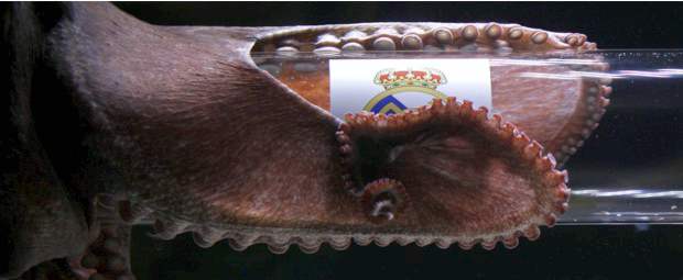 Pulpo Iker dice que ganará Real Madrid al Barcelona | Reuters | Otra vez el pukpo Iker, que recuerda al célebre Paul, indica que Real madrid ganará al Barcelona.
