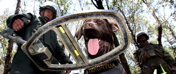 El grupo expertos en explosivos del batallón Pedro Nel Ospina, adscrito a la IV Brigada, es uno de los encargados del desminado. En Antioquia se ha desminado en San Carlos y parte del Oriente cercano. | Manuel Saldarriaga | El grupo expertos en explosivos del batallón Pedro Nel Ospina, adscrito a la IV Brigada, es uno de los encargados del desminado. En Antioquia se ha desminado en San Carlos y parte del Oriente cercano.