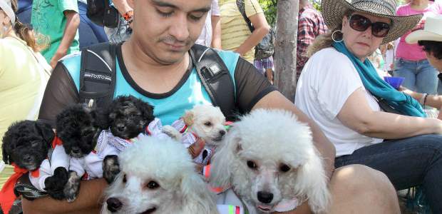 Mascotas a las que el amor se les nota mucho | Los gatos Federico, Pelusa y Mía se robaron la atención. Los pequeños Yinet y Harrison Cardona los cuidaron bien.