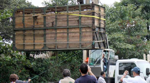 Manuel Saldarriaga | Un gigante operativo para trasladar a Vera se cumplió este jueves en el Zoológico Santa Fe de Medellín | Manuel Saldarriaga | Un gigante operativo para trasladar a Vera se cumplió este jueves en el Zoológico Santa Fe de Medellín.