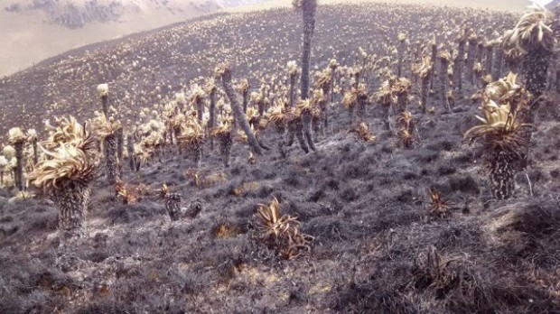 El director encargado de Parques Nacionales Carlos Mario Tamayo reveló este lunes que el incendio forestal en el Parque Los Nevados arrasó 150 hectáreas y ya fue controlado. FOTO COLPRENSA