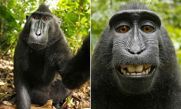 Este mono se tomó una selfi tras arrebatar la cámara del fotógrafo David Slater.