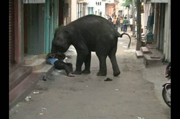 Reuters - Dos elefantes causaron un alboroto en la ciudad de Mysore en la India, al final funcionarios del zool&#243;gico lograron tranquilizar a los animales que causaron la muerte de una persona.